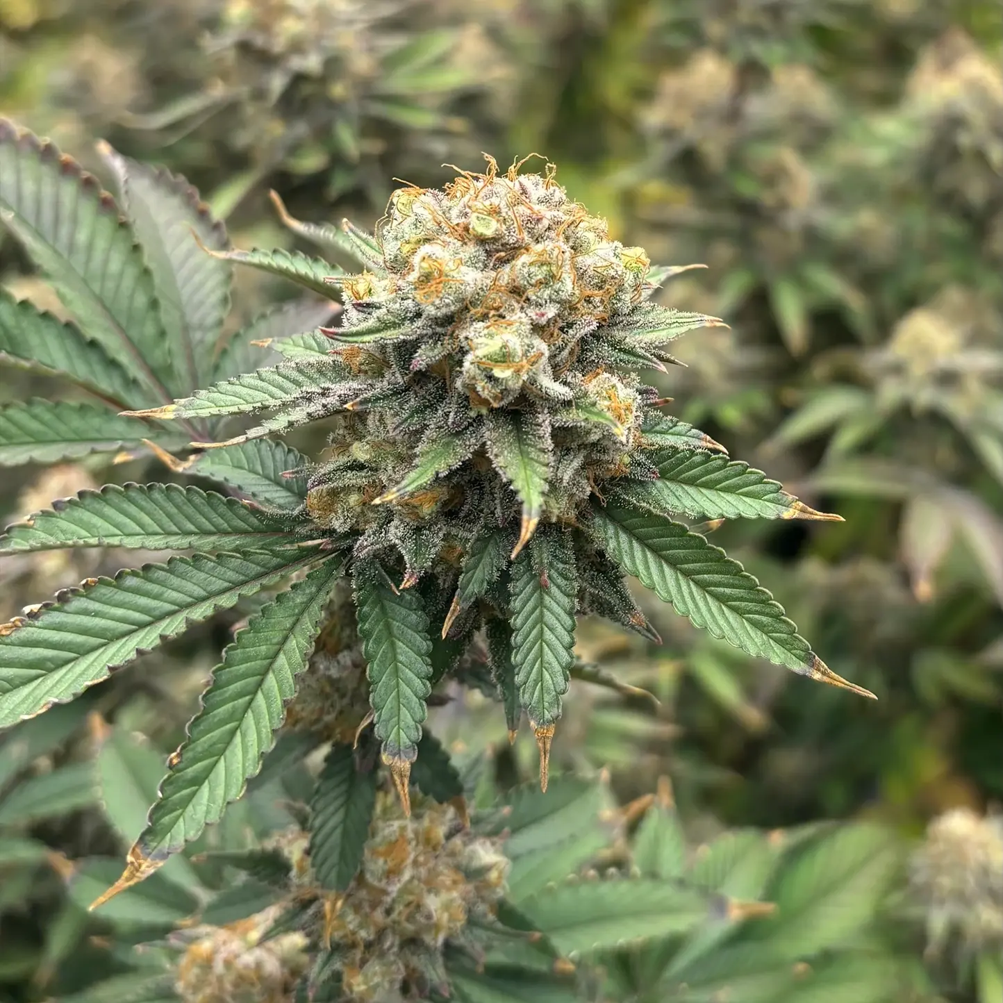 Nahaufnahme der Cannabisblüte der Sorte Permanent Marker | Blütenbande Cannabis Social Club Hamburg