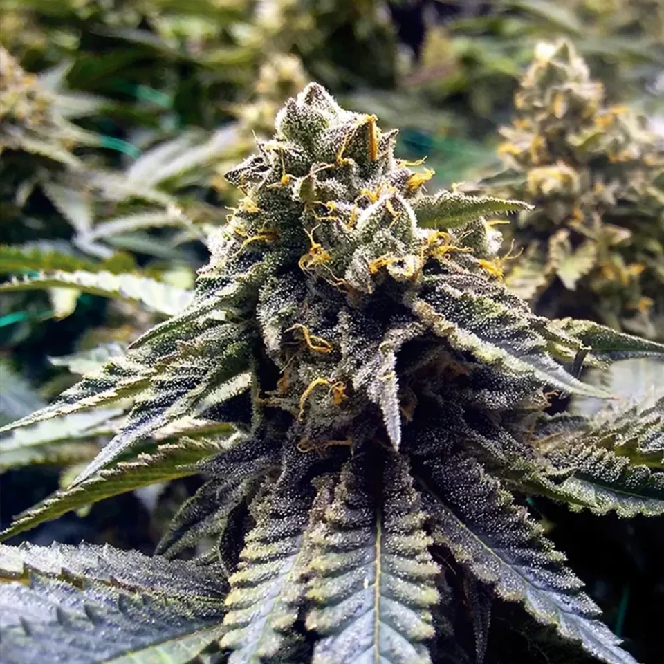 Nahaufnahme der Cannabisblüte der Sorte Chocolate Mint OG | Blütenbande Cannabis Social Club Hamburg