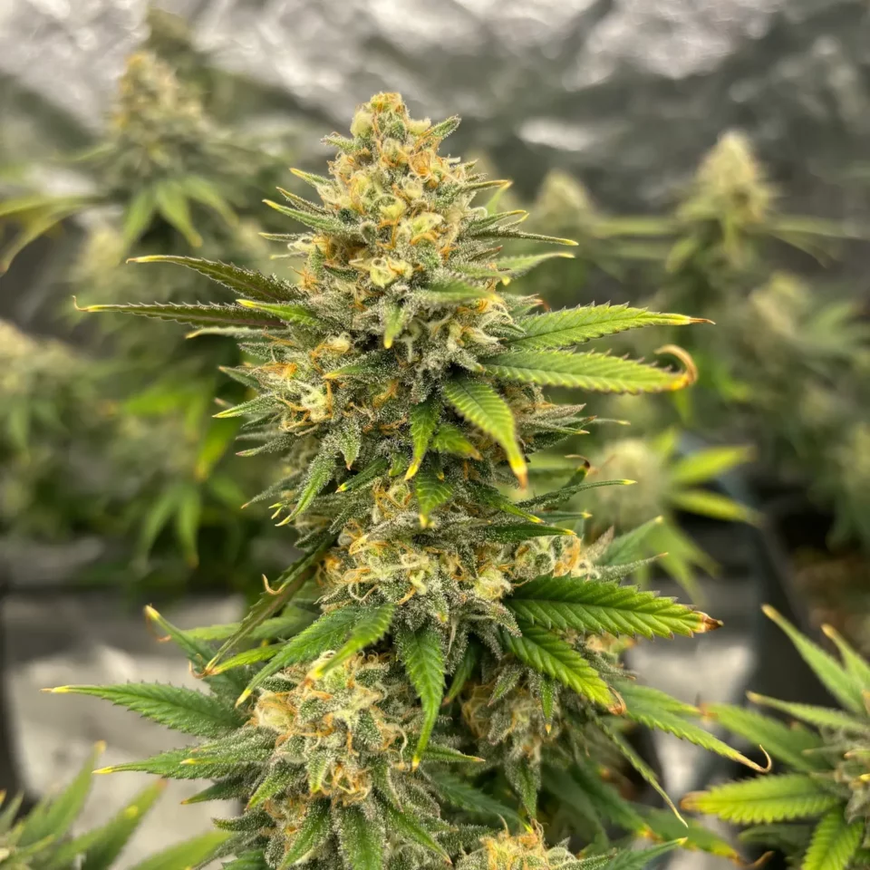 Nahaufnahme der Cannabisblüte der Sorte Dream Queen | Blütenbande Cannabis Social Club Hamburg