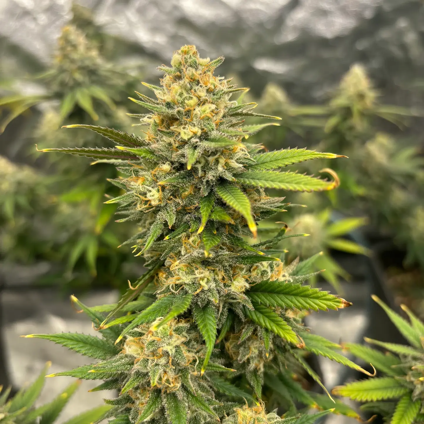 Blütenbande Cannabis Sorte Dream Queen Nahaufnahme der Cannabisblüte der Sorte Dream Queen | Blütenbande Cannabis Social Club Hamburg