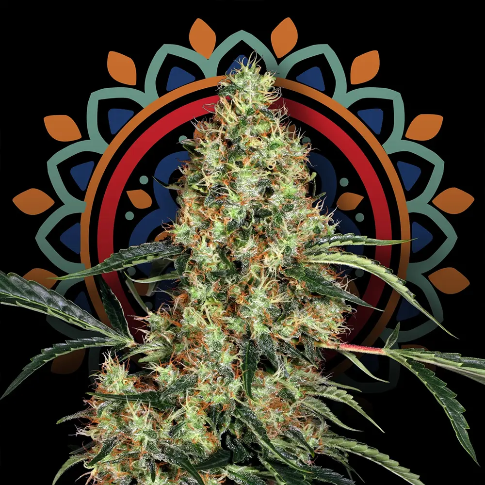 Nahaufnahme der Cannabisblüte der Sorte Endrew | Blütenbande Cannabis Social Club Hamburg