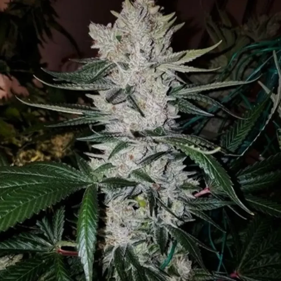 Nahaufnahme der Cannabisblüte der Sorte Gorilla Glue#4 | Blütenbande Cannabis Social Club Hamburg