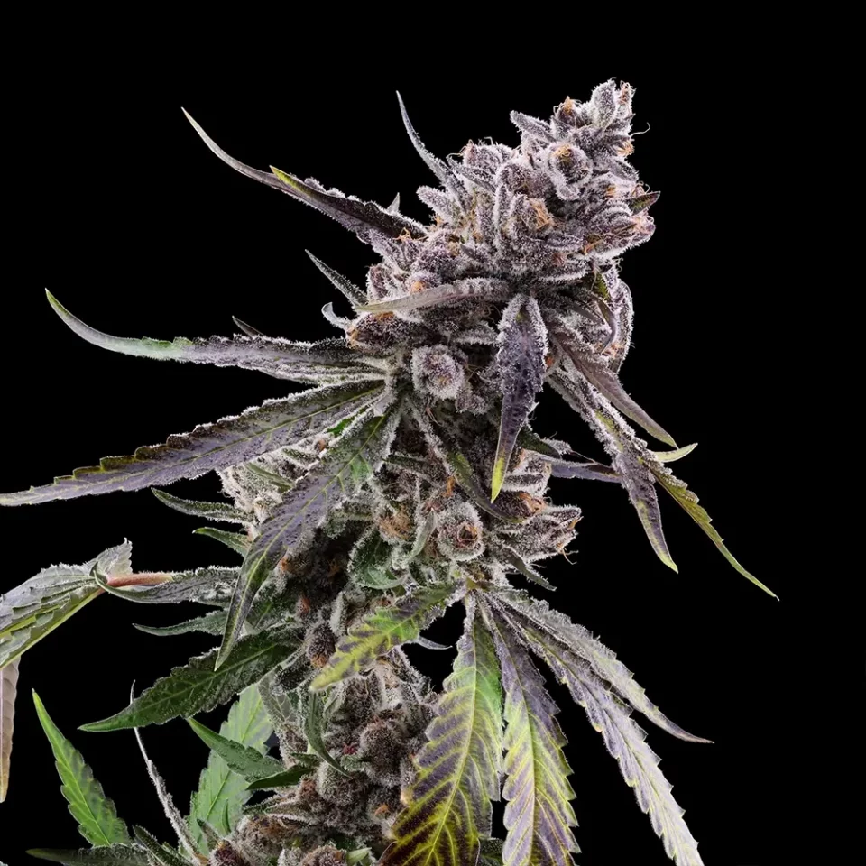 Nahaufnahme der Cannabisblüte der Sorte Hawaiian Oranges | Blütenbande Cannabis Social Club Hamburg