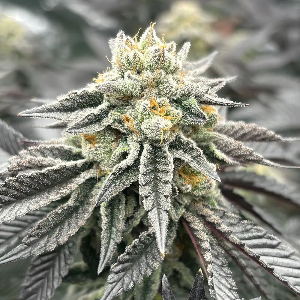 Blütenbande – Cannabisblüte der Sorte OZ Grape Nahaufnahme einer Cannabisblüte der Sorte OZ Grape | Blütenbande Cannabis Social Club Hamburg