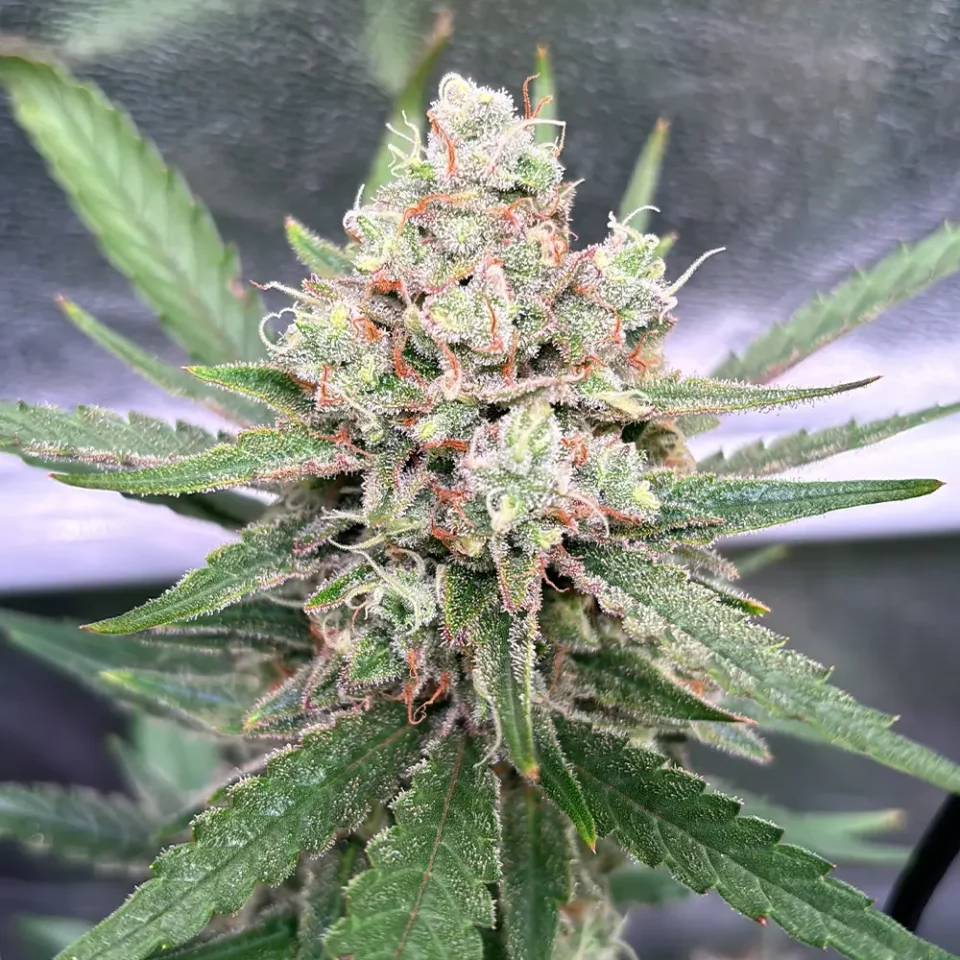 Nahaufnahme der Cannabisblüte der Sorte Oldskool AK47 | Blütenbande Cannabis Social Club Hamburg