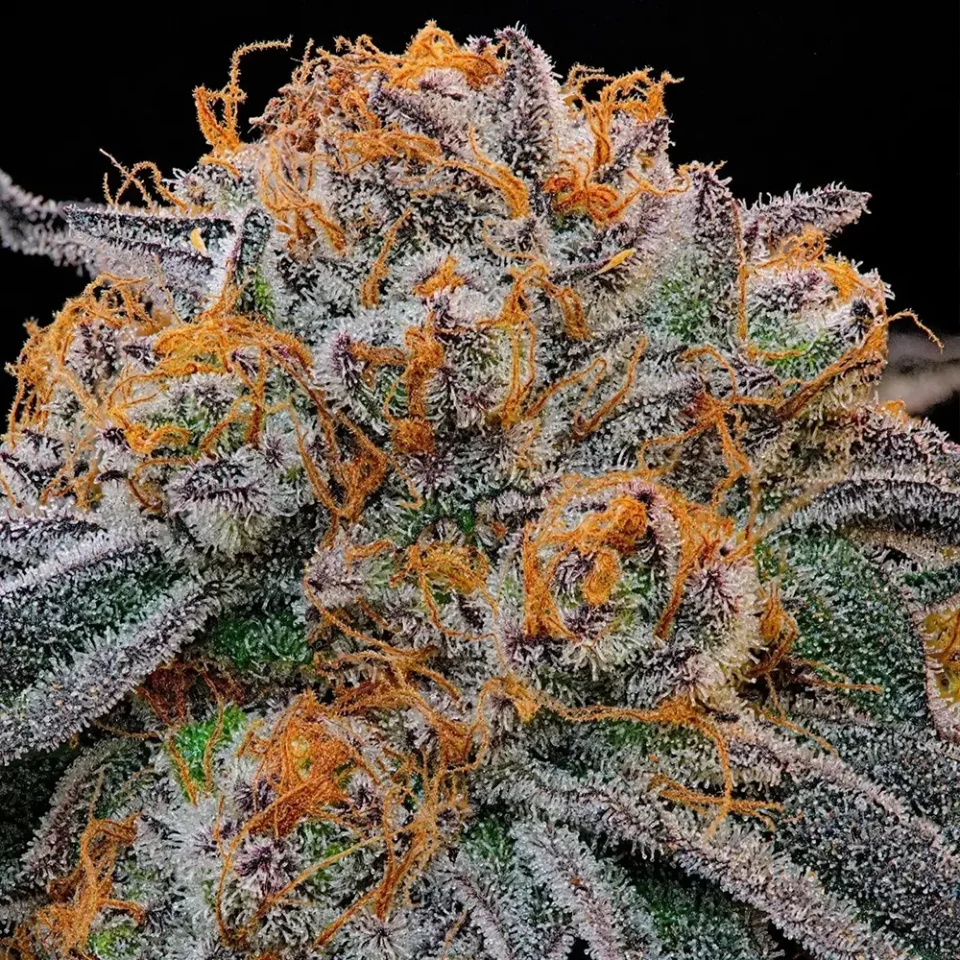 Nahaufnahme einer Cannabisblüte der Sorte Tropical Limez | Blütenbande e.V. Cannabis Social Club Hamburg