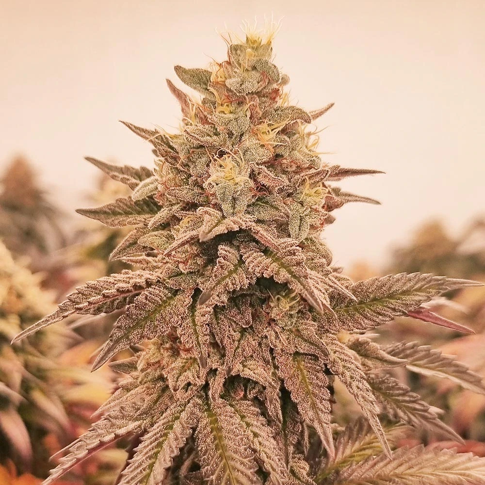 Nahaufnahme der Cannabisblüte der Sorte Orange Haze | Blütenbande Cannabis Social Club Hamburg