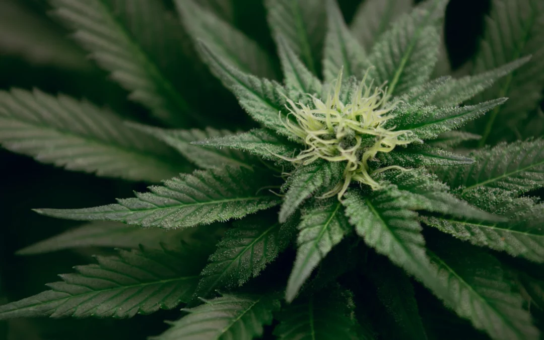 Was ist eine Cannabis Anbauvereinigung? Die verschiedenen Begriffe erklärt.