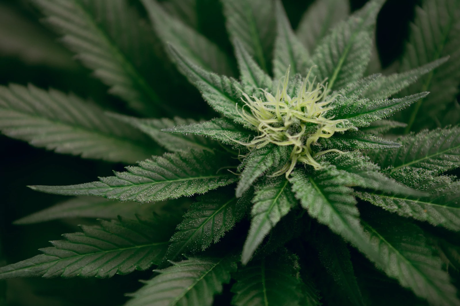 Was ist eine Cannabis Anbauvereinigung?