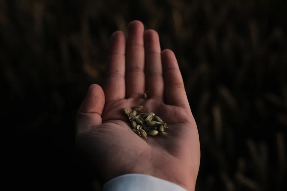 Cannabis Seeds in der Hand