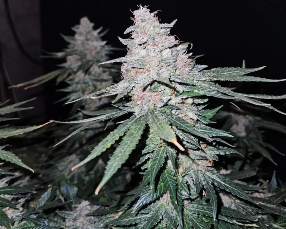 Nahaufnahme der Cannabisblüte der Sorte APPLE BLOSSOM