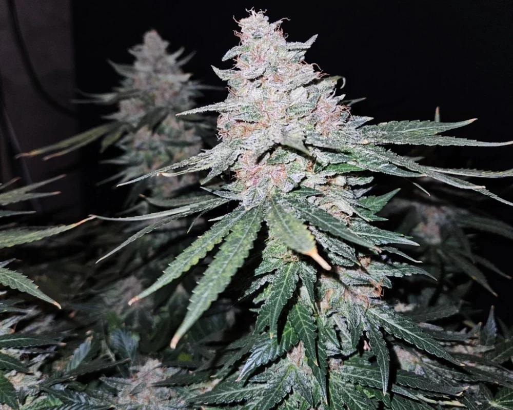Blütenbande Sorte APPLE BLOSSOM Nahaufnahme der Cannabisblüte der Sorte APPLE BLOSSOM